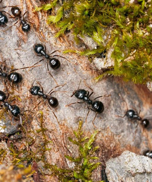 Ants change the way they build nests to stop diseases spreading