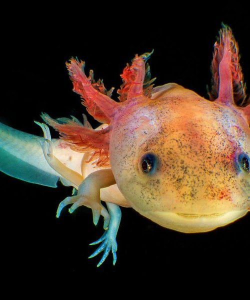 Axolotls seem to pause their biological clocks and stop ageing