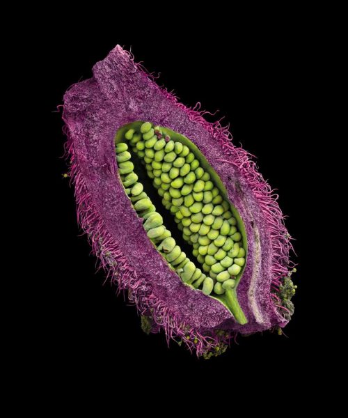 Close-up photographs of seeds show their intricate beauty