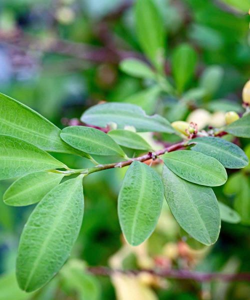 Cocaine in mummified brains reveals when Europeans first used the drug