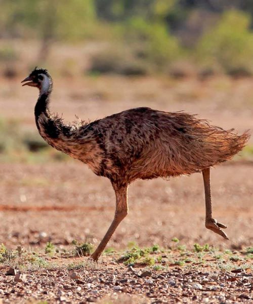 Dinosaurs may have run like emus by keeping one foot on the ground