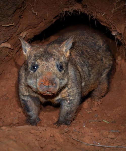 Endangered wombat’s rare encounter with echidna caught on camera