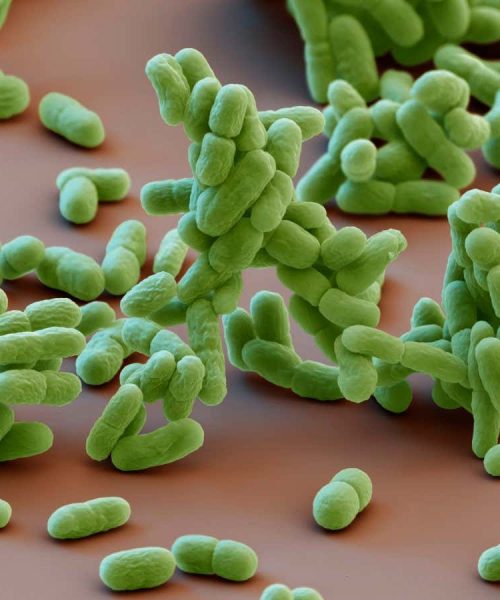 Even simple bacteria can anticipate the changing seasons