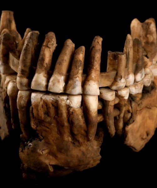 Genome of Neanderthal fossil reveals lost tribe cut off for millennia