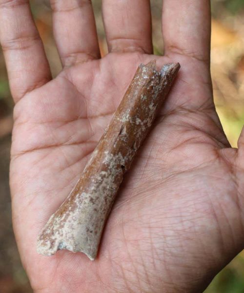 Hobbit hominins from Indonesia may have had even smaller ancestors