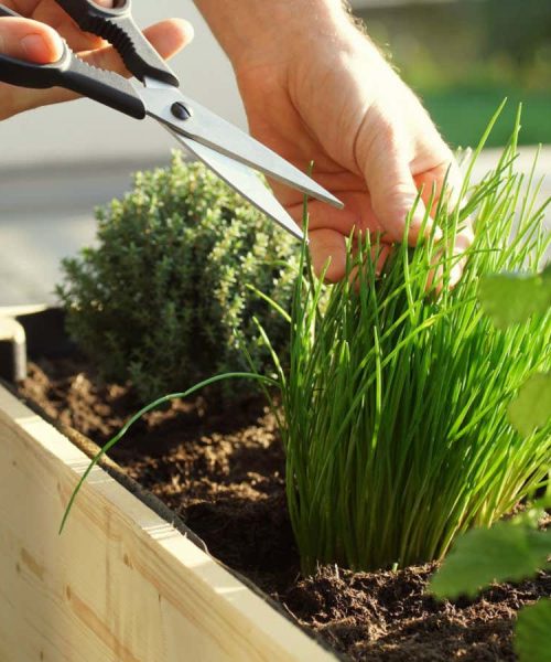 Is it really cheaper to cultivate your own fruit and vegetables?