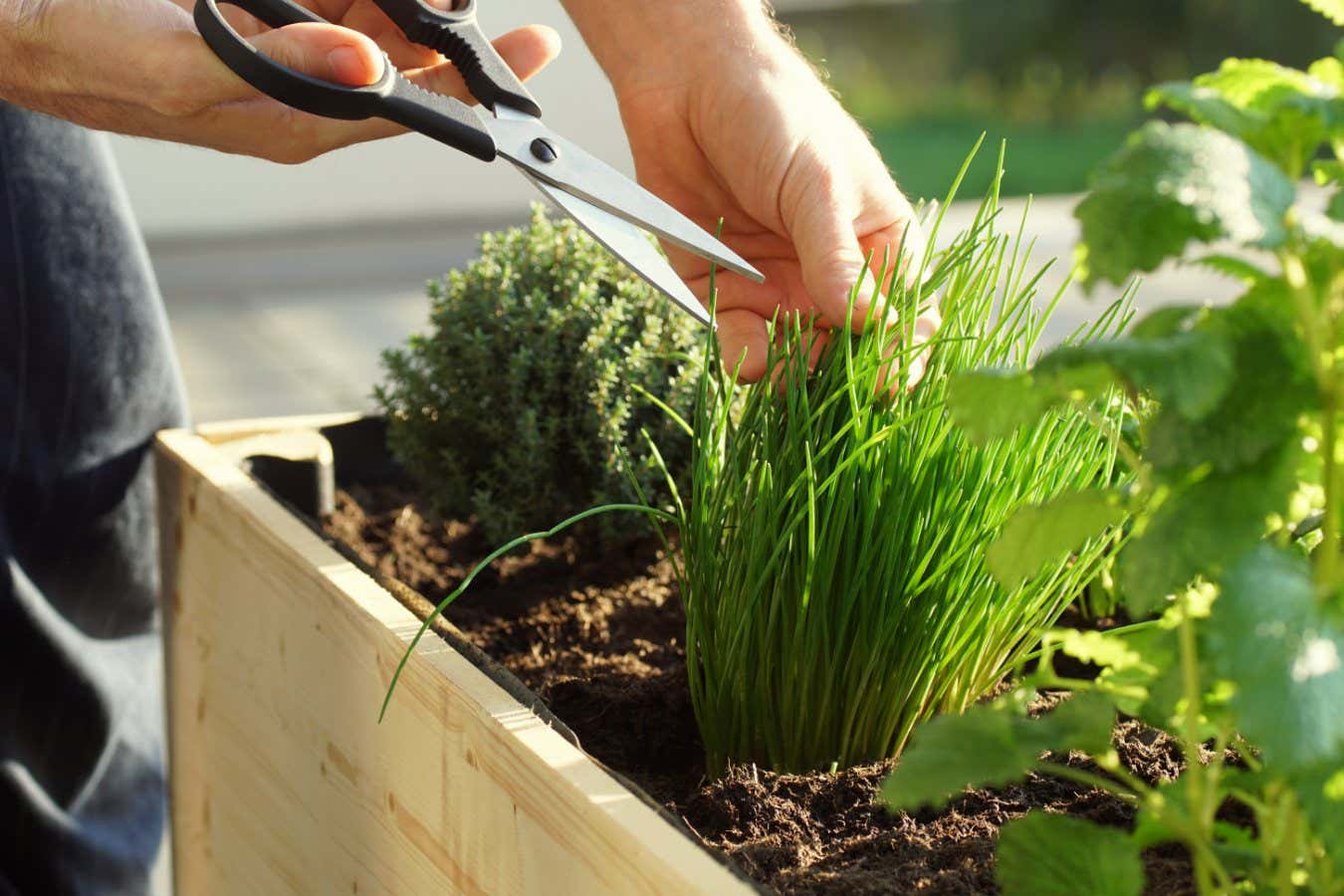 picking fresh herbs grown on a raised bed on a balcony; Shutterstock ID 1675958317; purchase_order: -; job: -; client: -; other: -