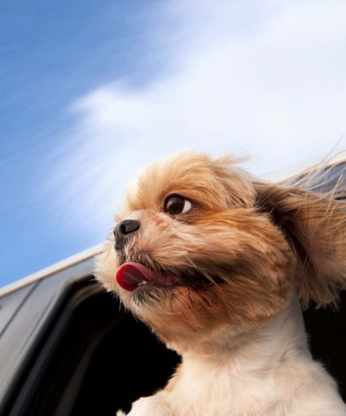 Is life better as a dog? A philosopher investigates