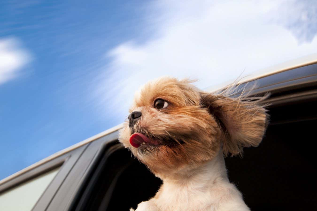 Dog in a Car Window and enjoy road trip; Shutterstock ID 95883655; purchase_order: -; job: -; client: -; other: -