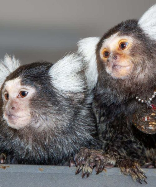 Marmosets seem to call each other by name