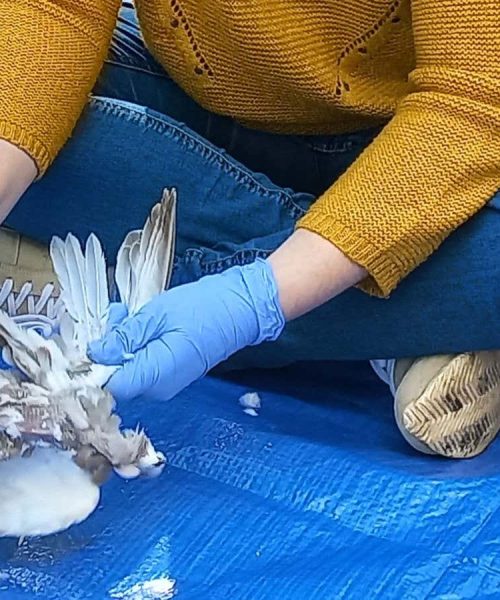 Neanderthal cooking skills put to the test with birds and stone tools