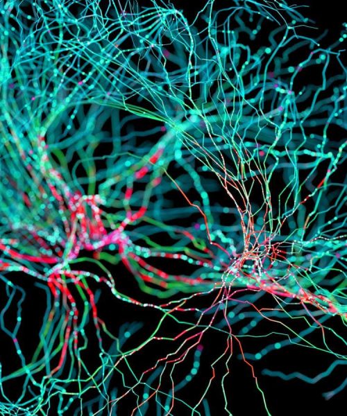 Nerve fibres in the brain could generate quantum entanglement