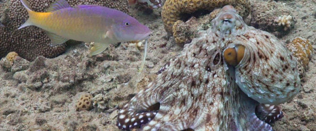 Octopuses and fish hunt as a team to catch more prey