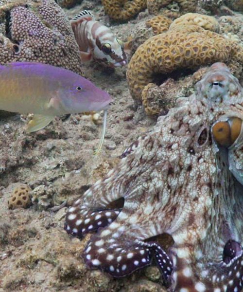 Octopuses and fish hunt as a team to catch more prey