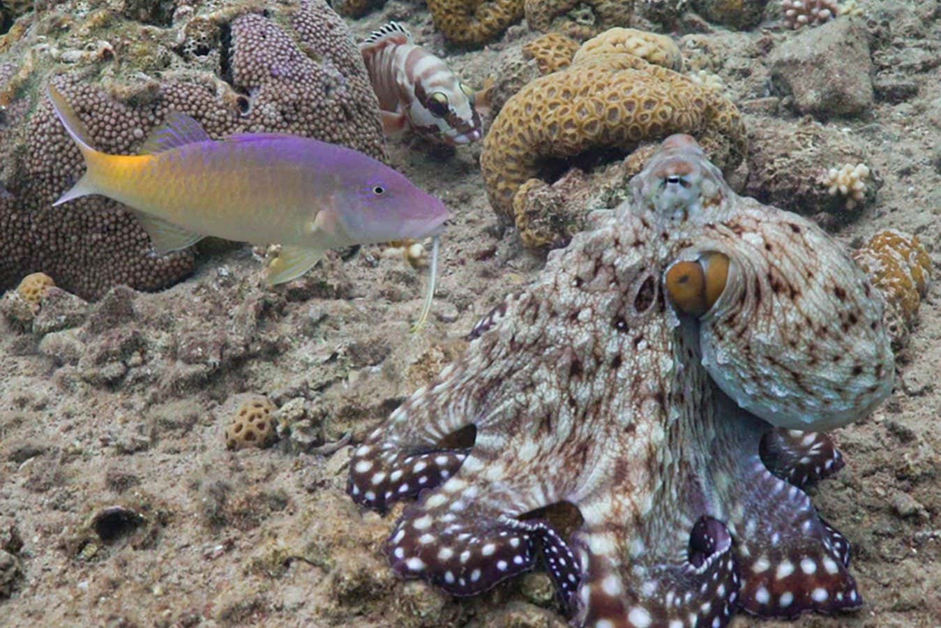 A day octopus hunting with a blue goatfish