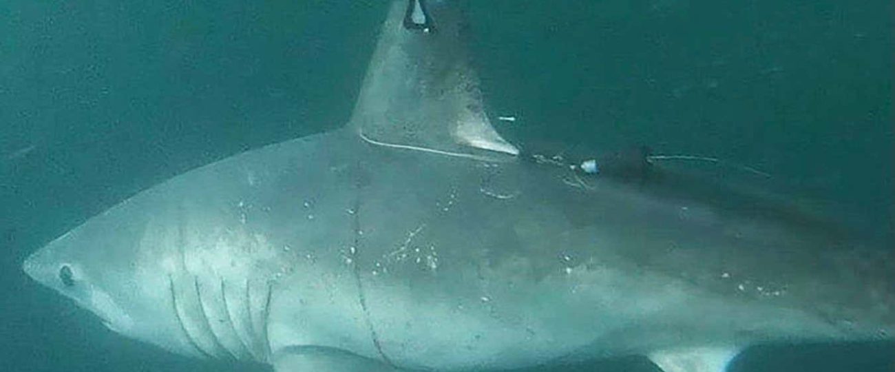 Pregnant shark that disappeared may have been eaten by another shark
