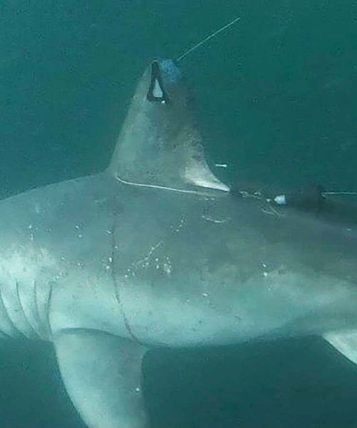 Pregnant shark that disappeared may have been eaten by another shark