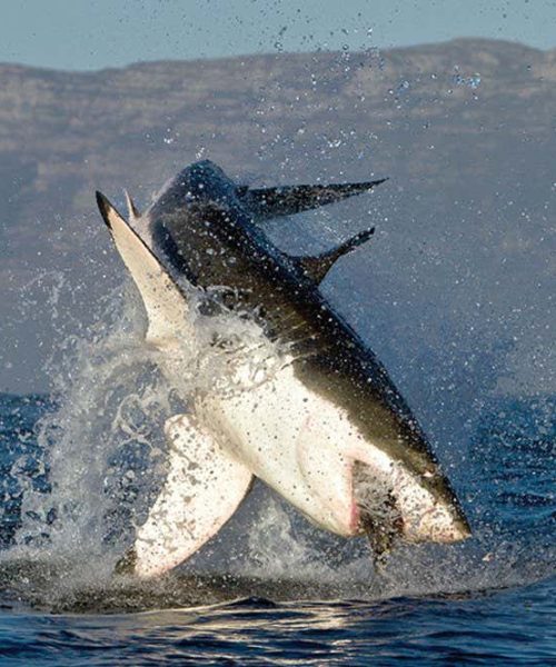 Sharks leap out of the water more often than you might think