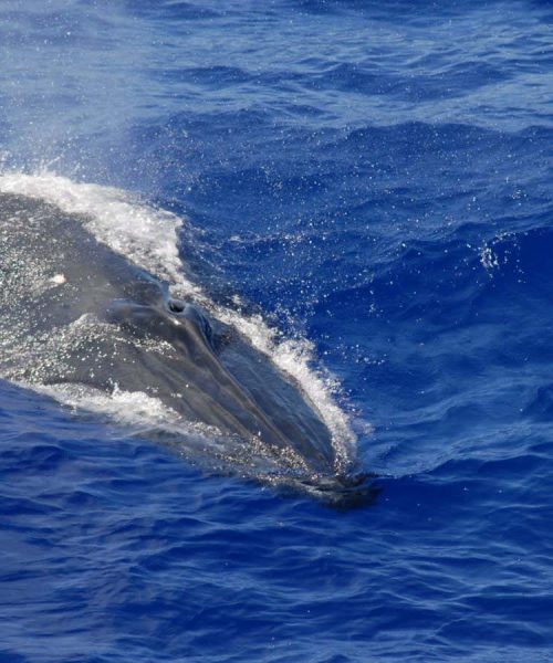 ‘Shazam for whales’ uses AI to track sounds heard in Mariana Trench