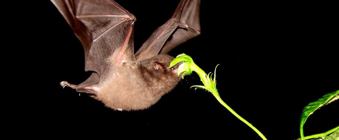Some flowers may have evolved long stems to be better ‘seen’ by bats