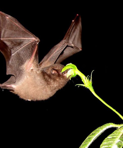 Some flowers may have evolved long stems to be better ‘seen’ by bats