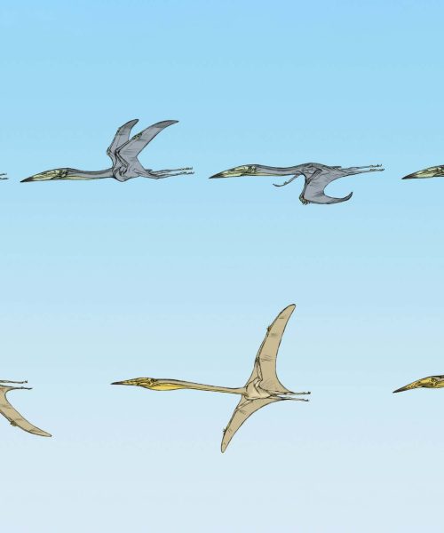 Stunningly preserved pterosaur fossils reveal how they soared