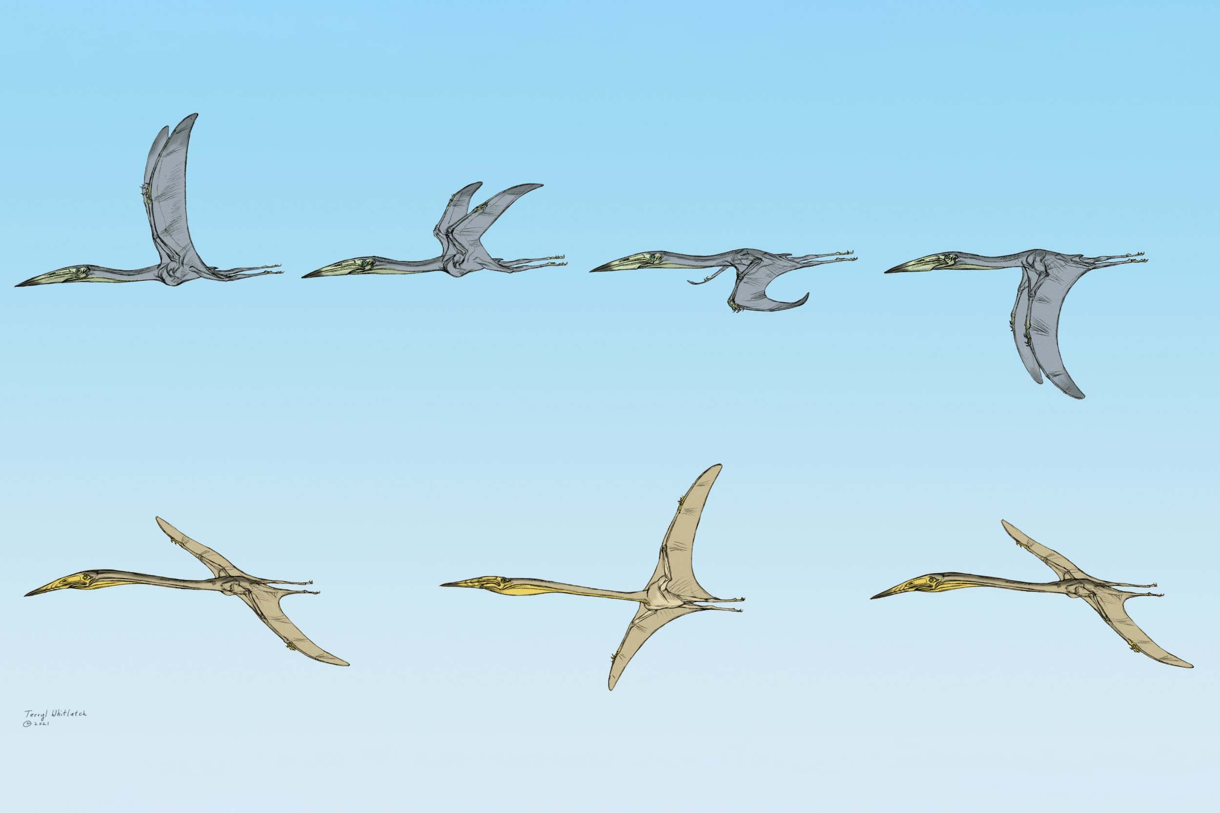 Jordan Pterosaurs flight flat copy Terryl Whitlatch.jpg Credit: Terryl Whitlatch