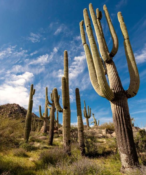 The cactus family’s surprising evolutionary journey