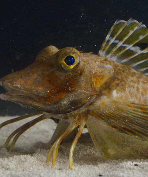 These fish have evolved legs that can find and taste buried food