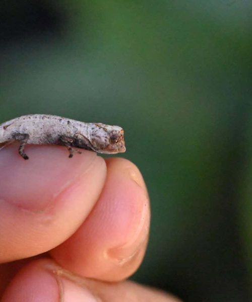 Tiny chameleon spotted by tourists in Madagascar is new to science