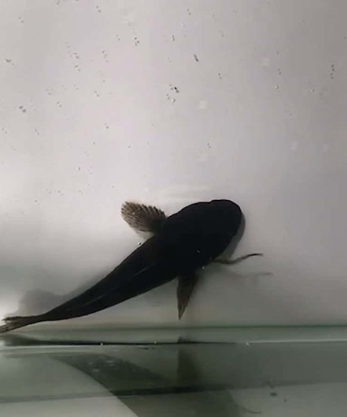 Watch eels escape from the stomachs of fish after being swallowed