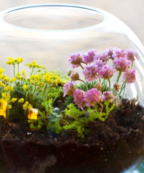A cheaper alternative to activated charcoal for your terrarium