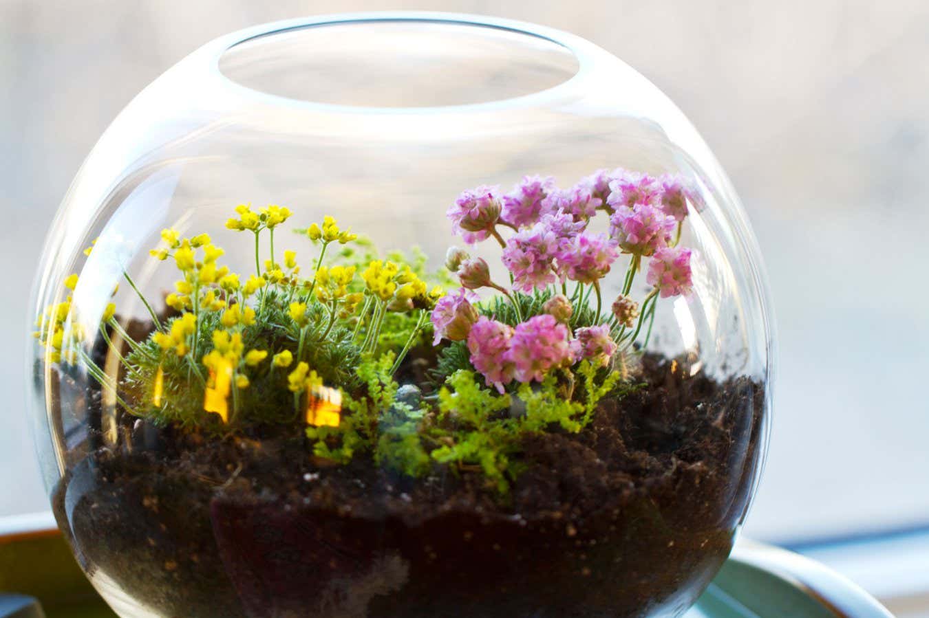 DWYFYR A small glass terrarium with plants inside