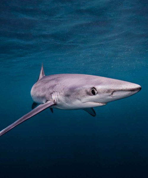 A shark survived being stabbed through the head by a swordfish
