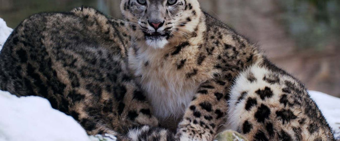 Ancient Denisovans hunted snow leopards on the Tibetan plateau