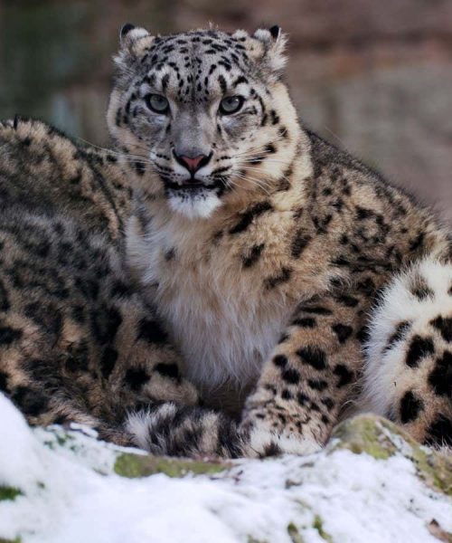Ancient Denisovans hunted snow leopards on the Tibetan plateau