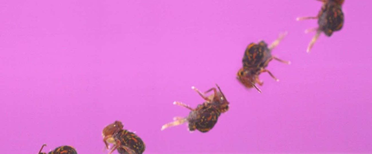 Backflipping springtails are the fastest spinners known in nature