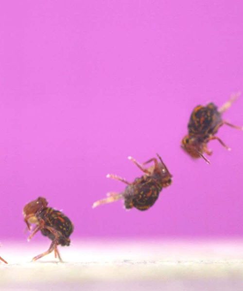 Backflipping springtails are the fastest spinners known in nature