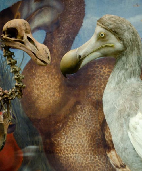 Beth Shapiro: The ancient DNA pioneer’s mission to bring back the dodo