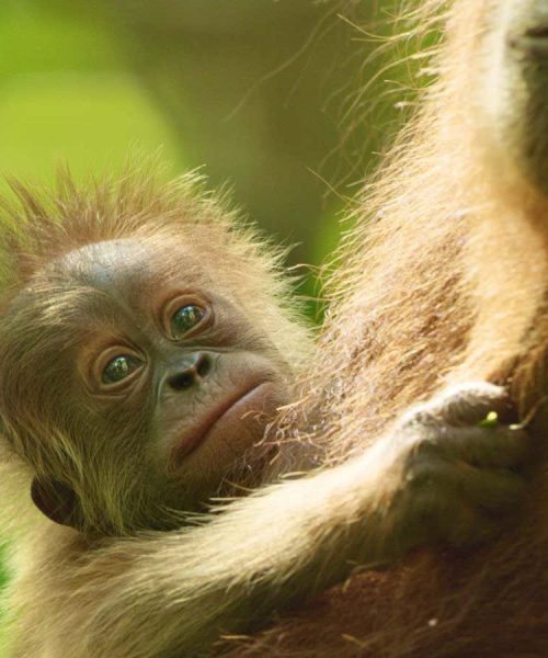 David Attenborough’s latest explores the lives of an orangutan family