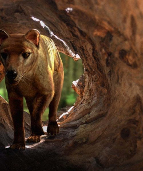 De-extinction company claims it has nearly complete thylacine genome