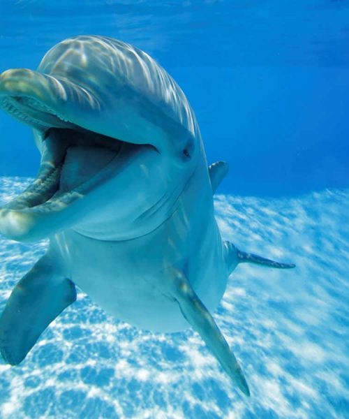 Dolphin ‘smiles’ may truly be a sign of playfulness