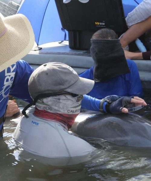 Dolphins breathe in microplastics and it could be damaging their lungs