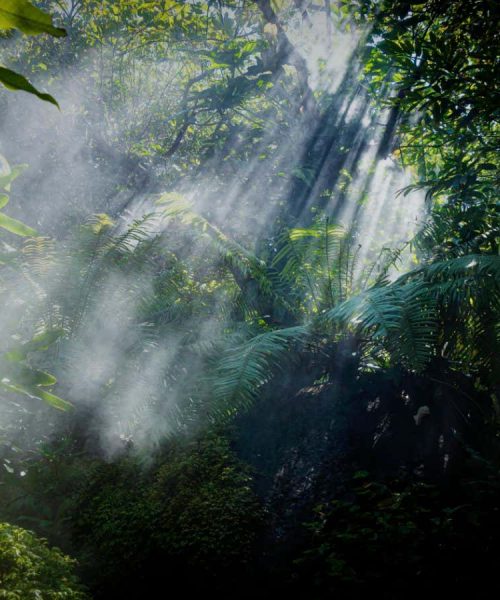 How ghost cities in the Amazon are rewriting the story of civilisation