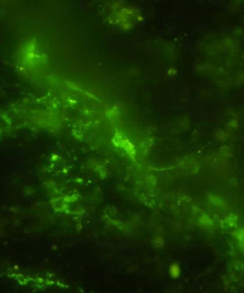 Living microbes found deep inside 2-billion-year-old rock