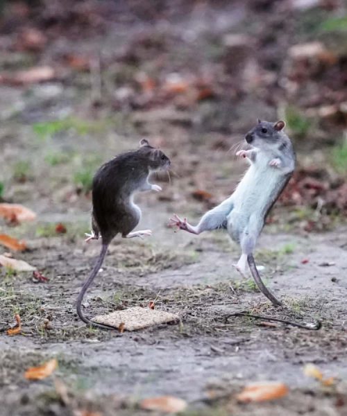 Male mice flee to female mice to de-escalate fights