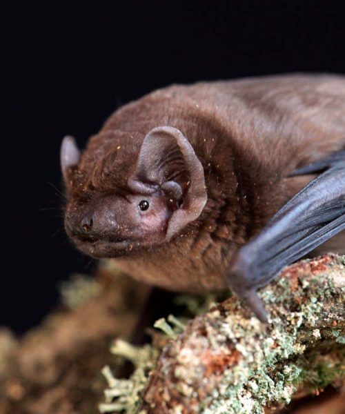 Morphing red blood cells help bats hibernate – and we could do it too