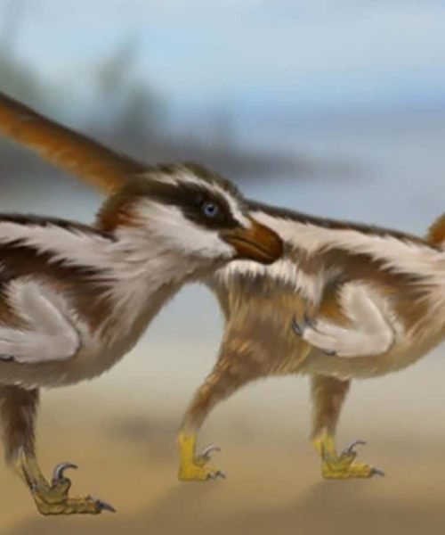 Preserved tracks suggest non-avian dinosaurs used their wings to run