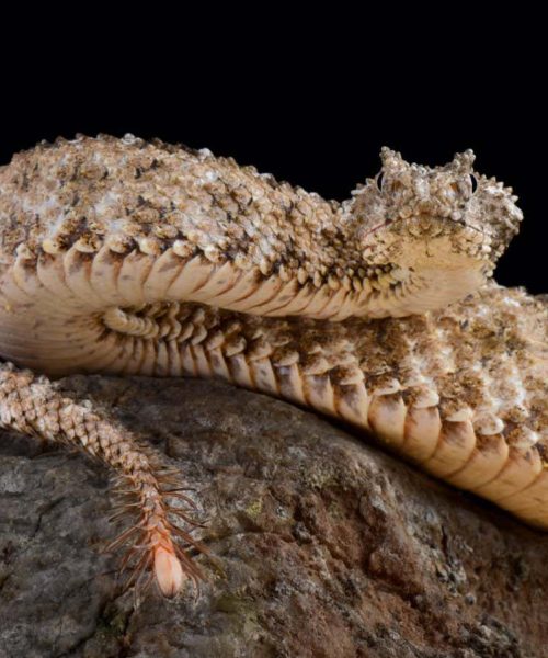 Richard Dawkins’s latest crams gorgeous writing in an ill-fitting box