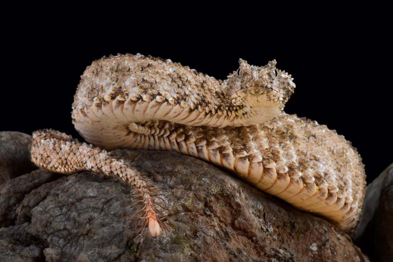 P1MNB3 The spider-tailed horned viper (Pseudocerastes urarachnoides) is a species of viper endemic to western Iran which was described in 2006. The head look